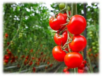 Чим підживити помідори? Органічні і мінеральні добрива. Фото | ЗЕЛЕНА САДИБА